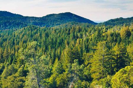 «En materia forestal hay que simplificar, no complicar», dice Edana.