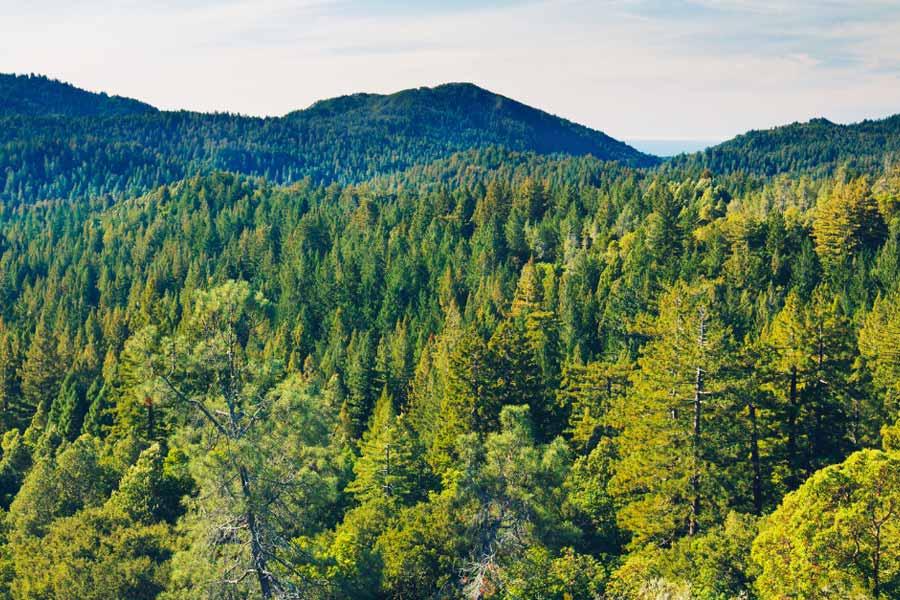 «En materia forestal hay que simplificar, no complicar», dice Edana.