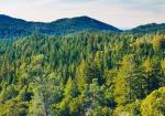 «En materia forestal hay que simplificar, no complicar», dice Edana.